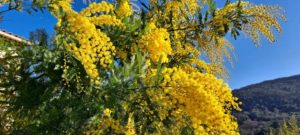 LE MIMOSA VÉRITABLE OR JAUNE DE LA COTE D’AZUR