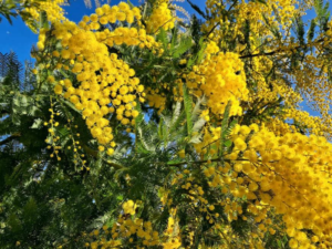 Découvrir le mimosa sur la Côte d&rsquo;Azur