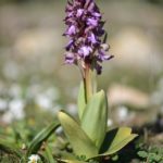 Reconnaitre les plantes sauvages Orchis à longues bractées (barlia robertiana)