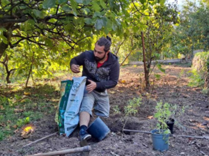 Zitronenverbene in unserem Bio-Permakulturgarten pflanzen