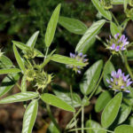 Reconnaitre les plantes sauvages Psoralée bitumineuse (Bituminaria bituminosa)